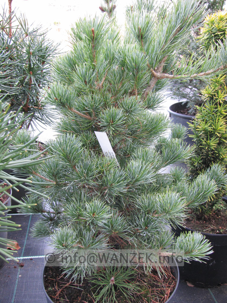 Pinus parviflora Negishi 02.JPG
